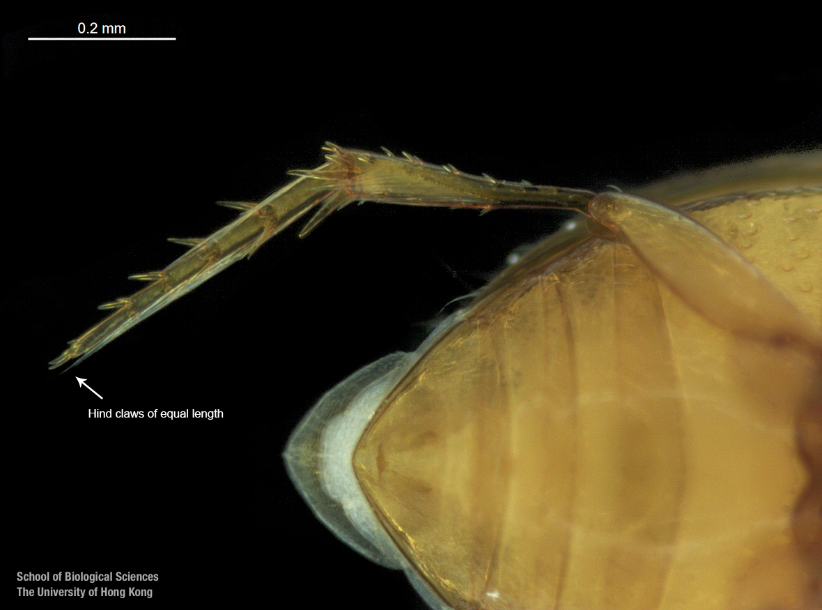 Right hind tarsi (ventral view)